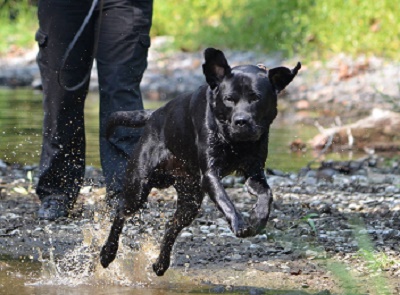 VA police dog, handler help ensure veteran safety at hospitals