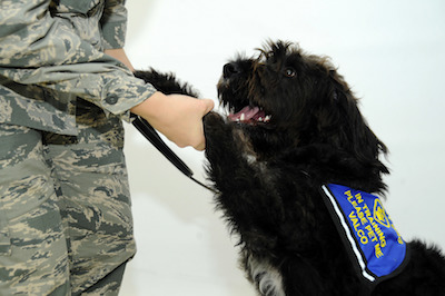 Therapy dog: a legacy of service