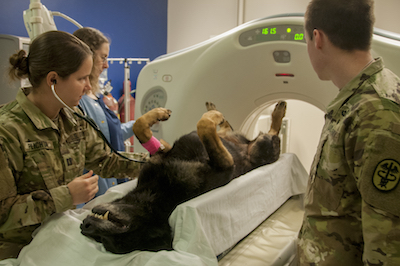 Military Working Dog