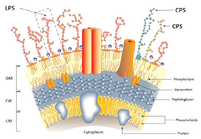 Of Mice to Men: First Melioidosis Vaccine on the Horizon