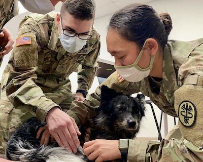 BACH Soldiers learn lifesaving skills for military working dogs