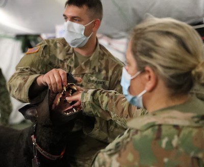 422nd Medical Detachment of Veterinary Services