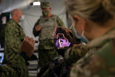 Robot Dog Prepares Medics