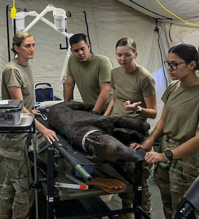 USAMMDA, partners test expeditionary veterinarian lab equipment