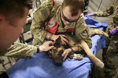 Military working dog takes flight to HOSPEX for simulated treatment