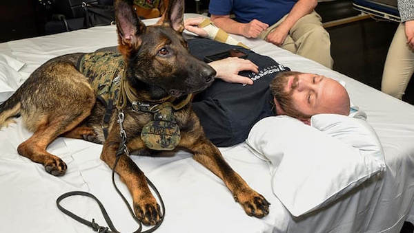 Facility Dogs Play a Vital Role in Recovery for Patients Across the MHS