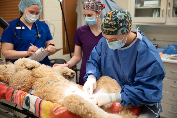 Veterinary Readiness Activity, Fort Belvoir nips it in the bud, puts the “surge” in surgery