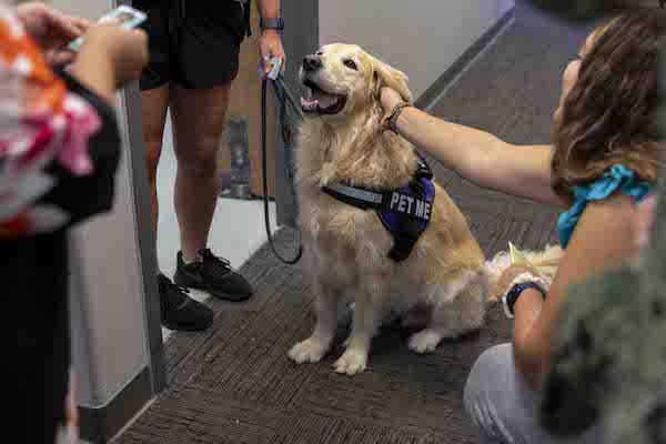 Therapy Dog Ready to Serve