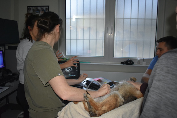 Public Health Command Europe hosts joint Veterinary Training