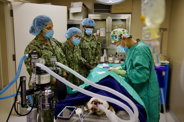 From Humans to Canines: NMRTC Twentynine Palms corpsmen cross-train with Army vets